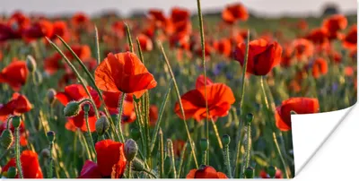 Produktbild von MuchoWow® Poster Blumen - Mohnblumen - Natur - Rot 150x75 cm - ohne Rahmen