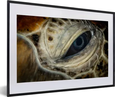 Produktbild von MuchoWow® MuchoWow® Gerahmtes Poster Nahaufnahme Hawksbill-Auge 60x40 cm - Poster mit zchwarzem Bilderrahmen - Schlafzimmer - Plakat in Rahmen - Drucken