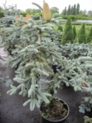 Produktbild von Abies procera Glauca - Silbertanne - 40-50