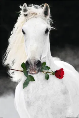 Immagine prodotto di Poster di cavallo Lipizzano con rosa