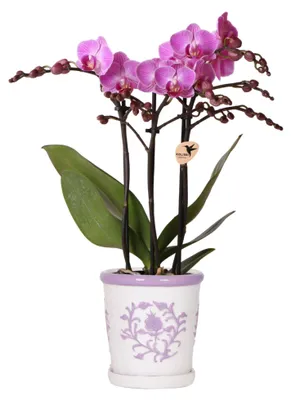 Immagine prodotto di Orchidee Kolibri | Orchidea viola Vienna + Malaga Vaso ornamentale viola - Dimensioni vaso Ø9cm | Pianta da appartamento fiorita - Fresca di coltivazione