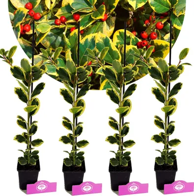 Obrázok produktu pre Sada 4 zlatých cesmín - Ilex altaclerensis "Golden King" - výška 50 cm - 9 cm kvetináč