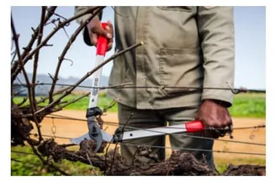 Produktbild von FELCO Zweihand-Astschere mit 50 cm Gesamtlänge - Ziehender Schneidkopf