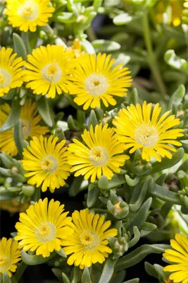 Produktbild von Mittagsblume Wheels of Wonder® 'Golden Wonder'