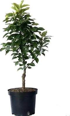 Produktbild von Zwergbirne Helenchen