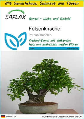 Produktbild von SAFLAX Anzucht Set - Felsenkirsche - Prunus mahaleb - 30 Samen - Mit Mini-Gewächshaus, Anzuchtsubstrat und 2 Töpfen