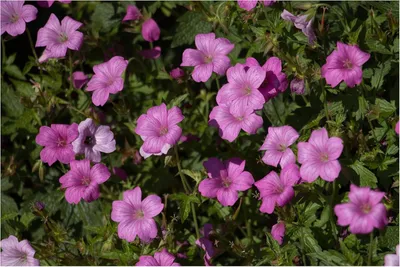Produktbild von Stauden Gänge 3 x Geranium endressii 'Wargrave Pink' - Pyrenäen Storchschnabel - Ein Blütenmeer für den ganzen Sommer - sehr Bienenfreundlich