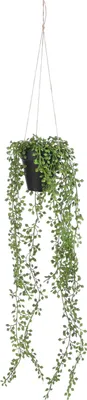 Zdjęcie produktu dla Mica Decorations Senecio wisząca sztuczna roślina w doniczce - H68 x Ø9 cm - Zielony