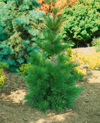 Produktbild von Pinus jeffreyi, Jeffrey-Kiefer, 60–80 cm