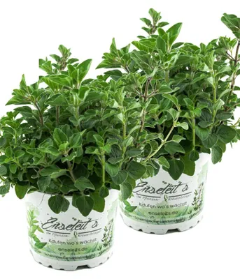 Produktbild von Enseleits 2x Oregano Hot & Spicy (Scharf)