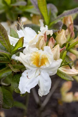 Produktbild von Rhododendron luteum 'Silver Slipper', gelb, 40–50 cm