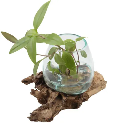 Produktbild von Vase A12 aus Wurzelholz mit mundgeblasenem Recycling Glas, abnehmbar, ca. 19x14x14 cm