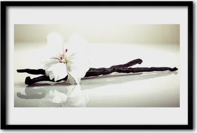Produktbild von Bild 60x40 MDF-Rahmen Wandkunst Natur Blume Pflanze
