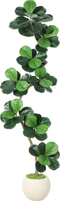 Obrázok produktu pre Umelý fikus (Ficus lyrata) – izbová rastlina – veľkosť 4XL – štýl bonsai – do interiéru – PVC – mliečne biely kvetináč