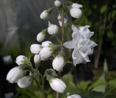 Produktbild von Gefüller Sternchenstrauch Plena - Deutzia scabra Plena (60-100)