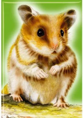 Produktbild von TIERMAGNET - Hamster - Gr. ca. 8 x 5,5 cm - 38491 - Küchenmagnet
