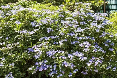 Zdjęcie produktu dla Hydrangea macrophylla 'Bodensee', hortensja, niebieska, 40-60 cm