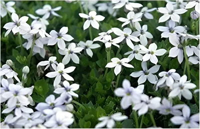 Produktbild von Stauden Gänge 100 x Isotoma fluviatilis 'White' - Weißer Bubikopf/Gaudich - Dauerblüher - Ein Blütenmeer aus strahlendem Weiß - Rasenersatz