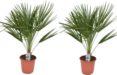 Two potted dwarf palm trees are shown against a white background.