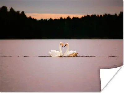 Produktbild von MuchoWow® Poster Schwäne - Wasser - Bäume 160x120 cm - Foto Plakat