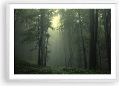 Produktbild von Gerahmtes Poster - Weißer Rahmen - Wald Nebel Baum - 70x50 cm - Wand Bild - Wanddeko - Wandbilder - Kunstposter - Wandposter - Bilderrahmen - Bilder - Kunstdruck - Wandbild - P2WAA70x50-3543