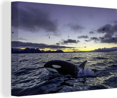 Obrázok produktu pre MuchoWow® - Plátno - Kosatka pri východe slnka, nástenný obraz, nástenné dekorácie obrazy obývacia izba, 120x80cm