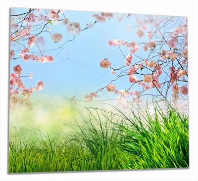 Produktbild von Wallario Herdabdeckplatte aus Glas, Größe 60 x 52 cm 2-teilig, Motiv Kirschblütenzweige und grüne Wiese- Frühling