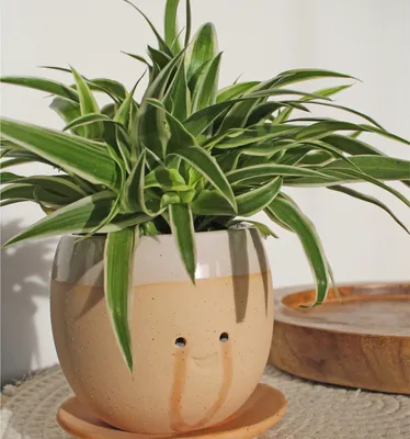 A spider plant in a decorative ceramic pot with a smiling face design.