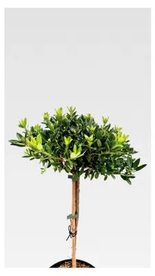 Produktbild von Bloombux® – Blüte und Form von INKARHO® Stammhöhe 40 cm Kronenbreite 25-30 cm im 5 Liter Pflanzcontainer