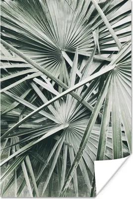 Produktbild von MuchoWow® Poster Tropisch - Palmenblatt - Grün 120x180 cm - Kunstposter