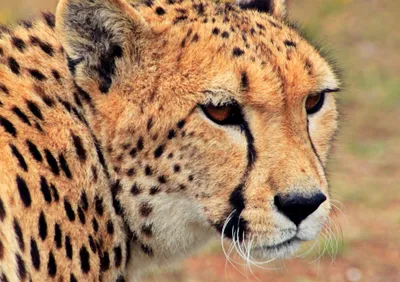 Produktbild von hansepuzzle 83975 - Gepard Puzzle, 130 Teile, Natur, 28,7 x 20,0cm mit hochwertiger Aufbewahrung, Kartonbox und wiederverschließbarem Beutel