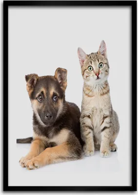 Produktbild von Bild - Bilderrahmen - 50 cm x 70 cm - MDF - Rahmen - Wandkunst Hund und Katze