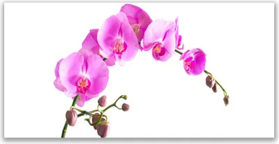 Produktbild von Tulup Leinwand-Bilder 140x70 Wandbild Canvas Kunstdruck Blumen Pflanzen