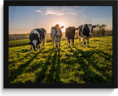 Produktbild von MuchoWow® MuchoWow® Gerahmtes Poster Kühe - Sonne - Gras - Tiere - Bauernhof 40x30 cm - Poster mit zchwarzem Bilderrahmen - Kunstposter - Wanddekorationen