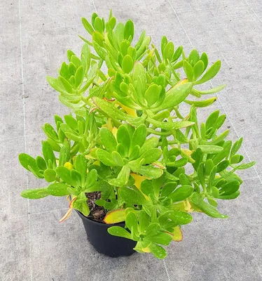 Image de Sedum praealtum ssp. Praealtum / Orpin