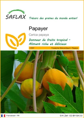Image de SAFLAX  - Papayer - 30 graines - Carica