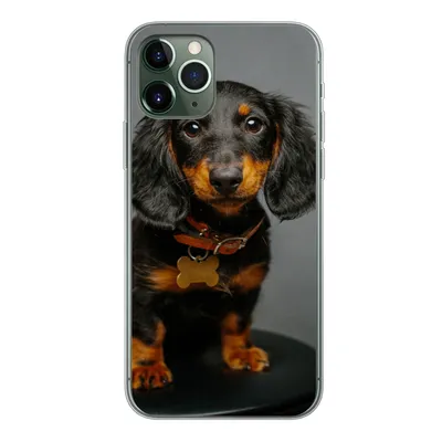 Produktbild von MuchoWow® Handyhülle Schutzhülle Hülle für iPhone 11 Pro Studiofoto eines Dackelwelpen Silikon Softcase Handy Hülle - Handy