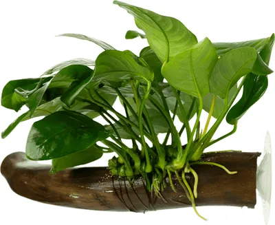 Produktbild von Stoffels Anubias barteri var. nana auf Wurzel mit Saugnapf