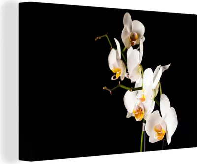 Zdjęcie produktu dla OneMillionCanvasses® - Obrazy na płótnie - 140x90 cm, Orchidea - Kwiaty - Rośliny - Botaniczne, Dekoracja ścienna - Zdjęcie na płótnie - Obraz na drewnianej ramie