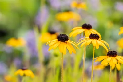 Produktbild von Rudbeckia fulgida var. speciosa, Sonnenhut, gelb, ca. 9x9 cm Topf