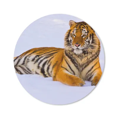 Produktbild von MuchoWow® Mauspad Mousepad Tiger - Schnee - Winter - Tiere 20x20 cm - Mousepads - Maus Mat - Pad - Mausunterlage - Schreibtischmatte