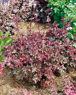 Produktbild von Heuchera micrantha 'Cappuccino', Purpurglöckchen, bronzefarben, ca. 11x11 cm Topf