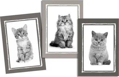 Image de Lot de 3 Torchons Chatons