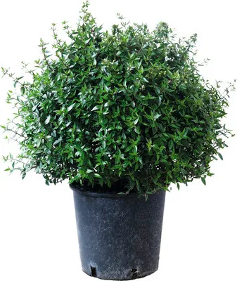 Obrázek produktu pro Abélie Prostrata koule Ø 25-30 cm FloraSelf Abelia grandiflora Prostata květináč 10 l