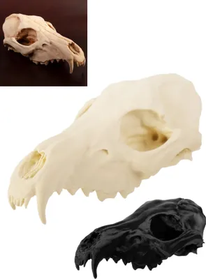 Produktbild von 3D-Druck Fuchsschädel - 16 cm - Halloween Skelett Farbe: schwarz