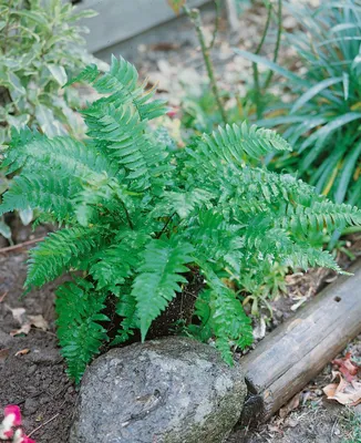 Produktbild von Dryopteris atrata, Farn, ca. 9x9 cm Topf