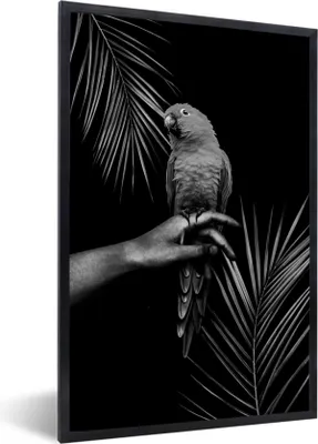 Produktbild von MuchoWow® Gerahmtes Poster Vogel vor schwarzem Hintergrund - schwarz und weiß 60x90 cm - Poster mit Schwarzem Bilderrahmen Wandposter Rahmen Foto Bilder - Kunst