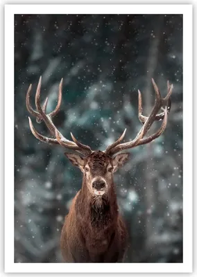 Produktbild von Poster - Poster ohne Rahmen - Hirsch Hirsch Winter - 70x100 cm - Wand Bild - Wanddeko - Wandbilder - Kunstposter - Wandposter - Bilder - Kunstdruck - Wanddekoration - Wandbild - P2XPA70x100-4998