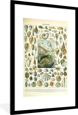 Produktbild von MuchoWow® Gerahmtes Poster Meerestiere - Muschel - Vintage - Meer - Adolphe Millot 60x90 cm - Poster mit Schwarzem Bilderrahmen Wandposter Rahmen Foto Bilder - Dekoration - Wandposter Wohnzimmer - Hochwertig