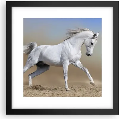 Produktbild von Gerahmtes Poster - Schwarzer Rahmen - Pferd weiß Tier - 30x30 cm - Wand Bild - Wanddeko - Wandbilder - Kunstposter - Wandposter - Bilderrahmen - Bilder - Kunstdruck - Wandbild - P2BAC30x30-0167
